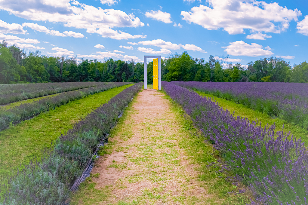 Yellow door in lavendar field